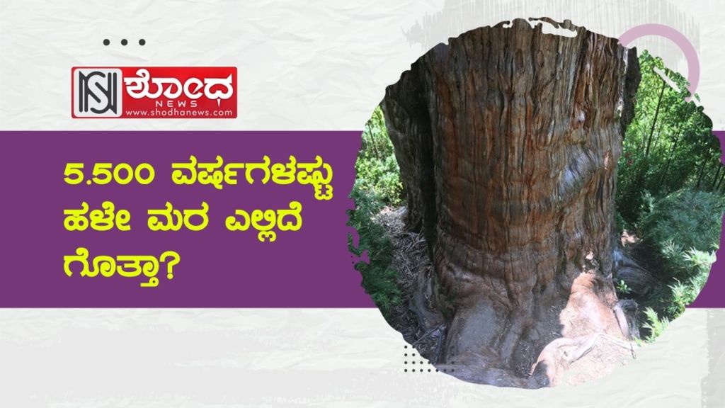 ೫.೫೦೦ ವರ್ಷಗಳಷ್ಟು ಹಳೇ ಮರ ಎಲ್ಲಿದೆ ಗೊತ್ತಾ?