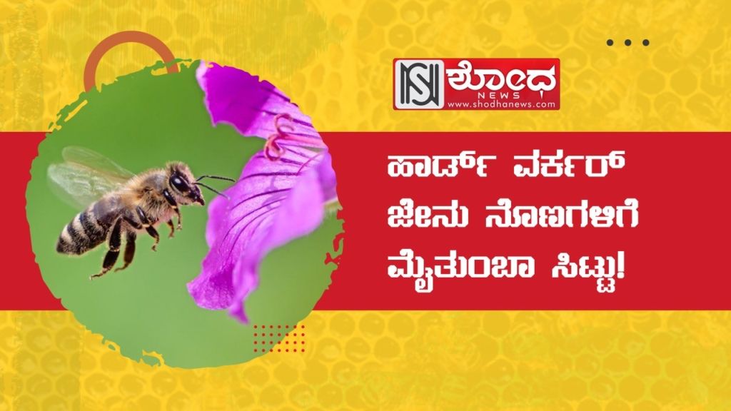 ಹಾರ್ಡ್ ವರ್ಕರ್ ಜೇನು ನೊಣಗಳಿಗೆ ಮೈತುಂಬಾ ಸಿಟ್ಟು!