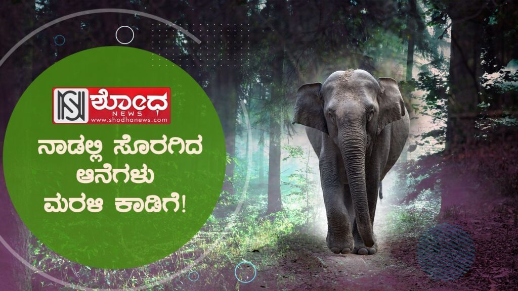 ಮೂಕಪ್ರಾಣಿಗಳ ಮೌನ ರೋಧನೆಗೆ ಮುಕ್ತಿ ಕೊಟ್ಟ ಕೊರೋನಾ!