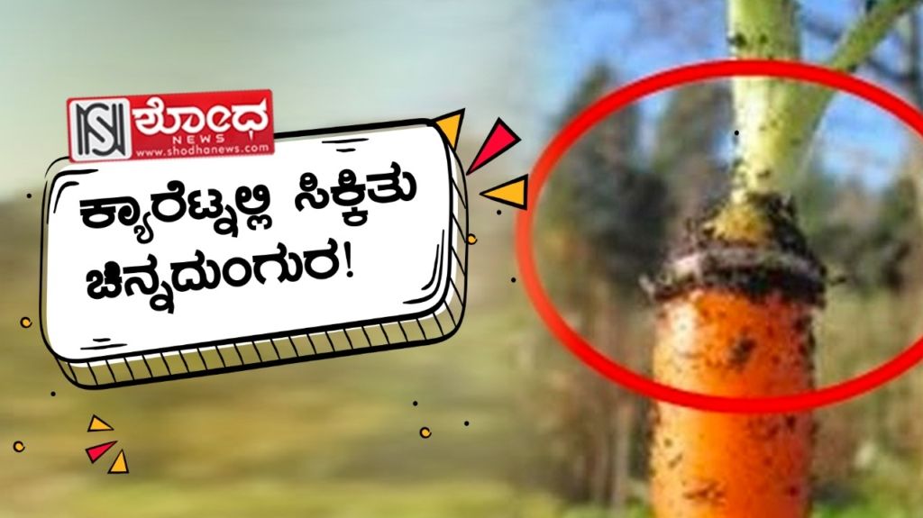 ಕ್ಯಾರೆಟ್ನಲ್ಲಿ ಸಿಕ್ಕಿತು ಚಿನ್ನದುಂಗುರ!