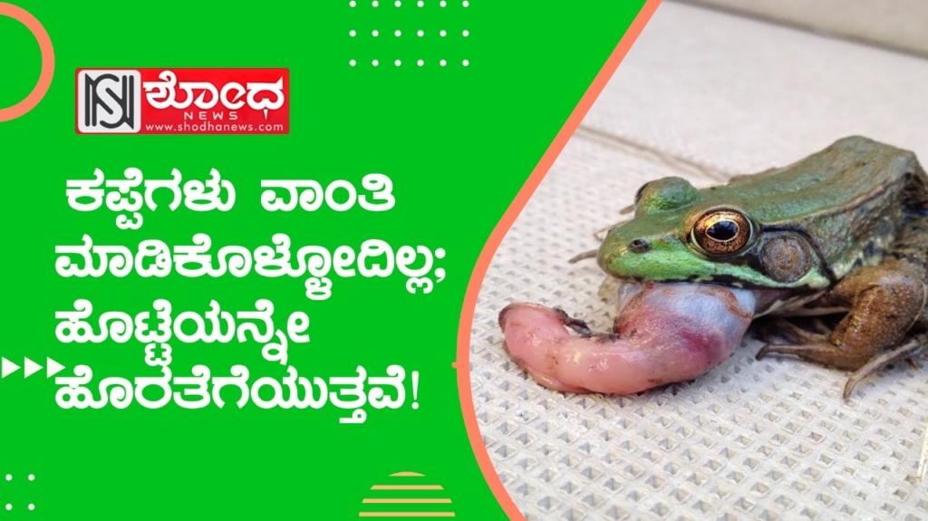 froug vomit: ಕಪ್ಪೆಗಳು ವಾಂತಿ ಮಾಡಿಕೊಳ್ಳೋದಿಲ್ಲ; ಹೊಟ್ಟೆಯನ್ನೇ ಹೊರತೆಗೆಯುತ್ತವೆ!