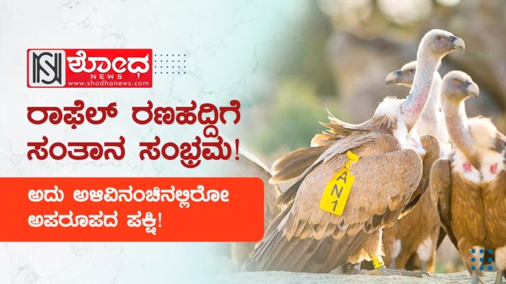 rafael voltur: ಅದು ಅಳಿವಿನಂಚಿನಲ್ಲಿರೋ ಅಪರೂಪದ ಪಕ್ಷಿ!