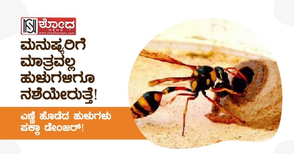 Hornet Insect: ಎಣ್ಣೆ ಹೊಡೆದ ಹುಳುಗಳು ಪಕ್ಕಾ ಡೇಂಜರ್!